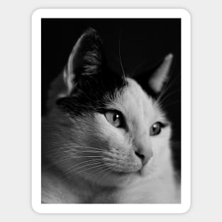 Portrait of a cat Sticker